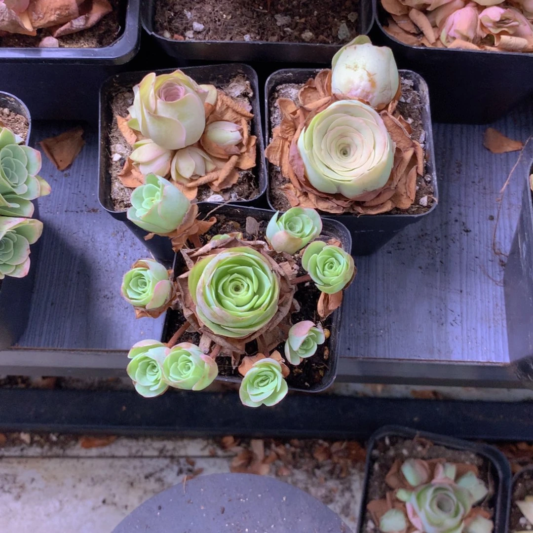 叮***玲一物一拍组合福利399