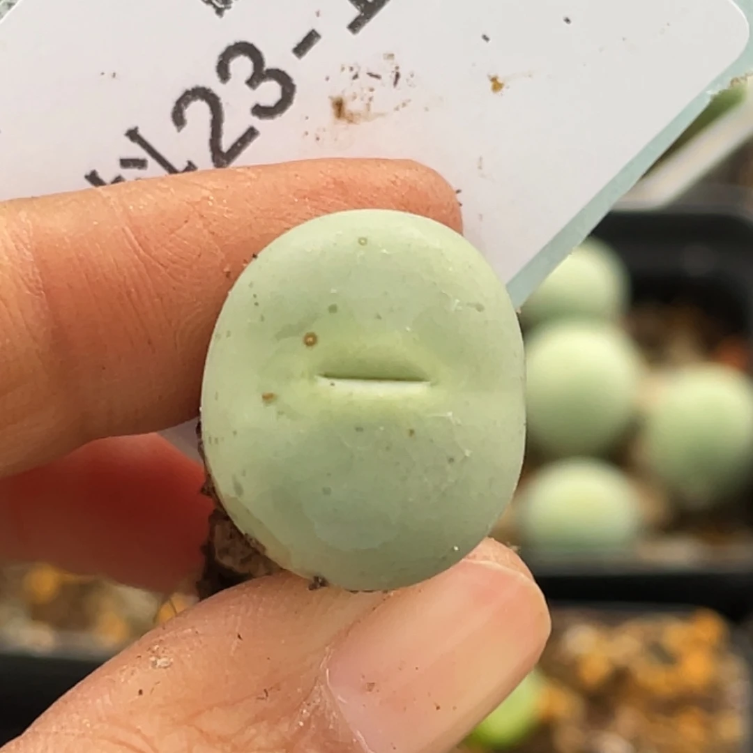 23-141嘴多肉植物肉锥