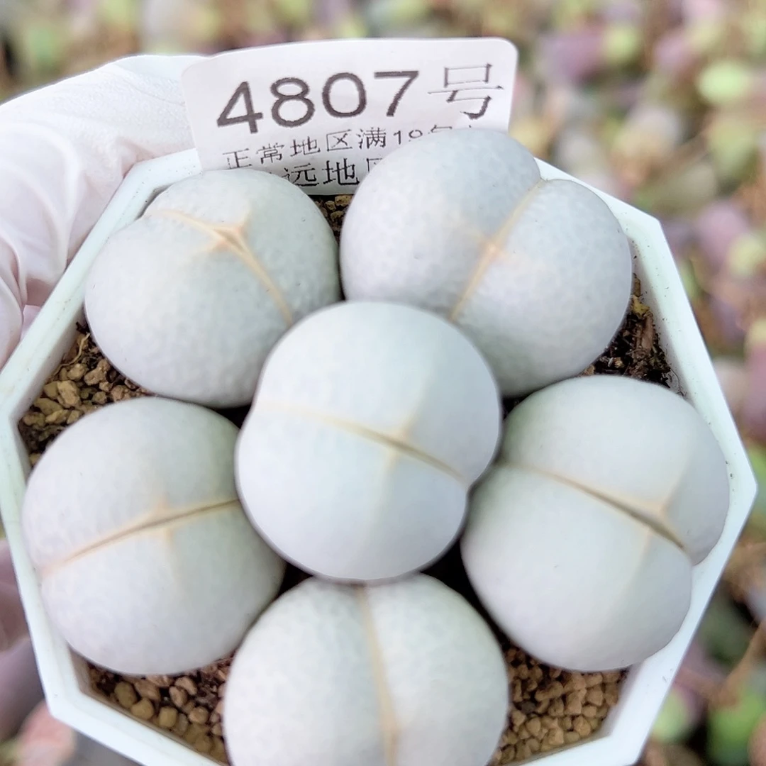 4807 好养易活生石花大母本