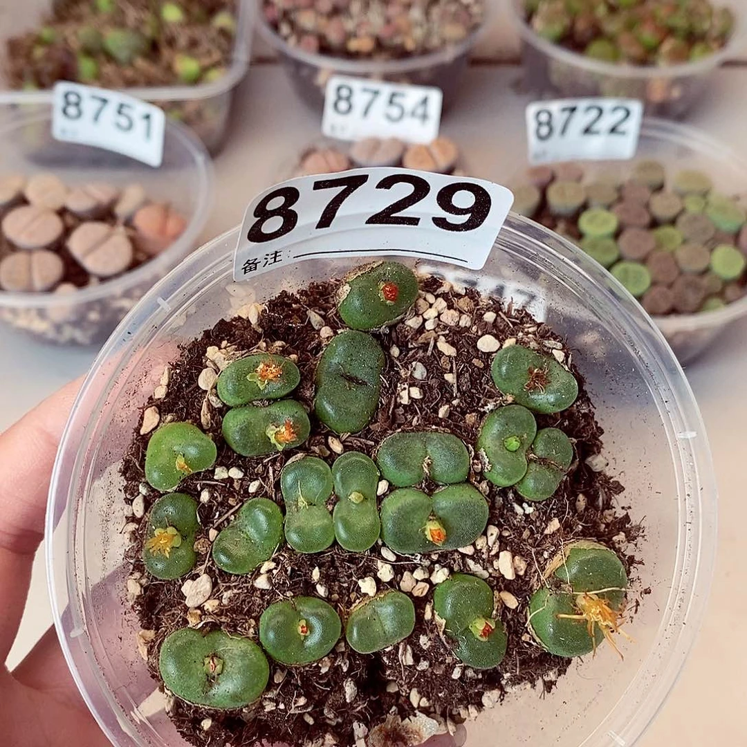 8729水晶鞋龙卡咯