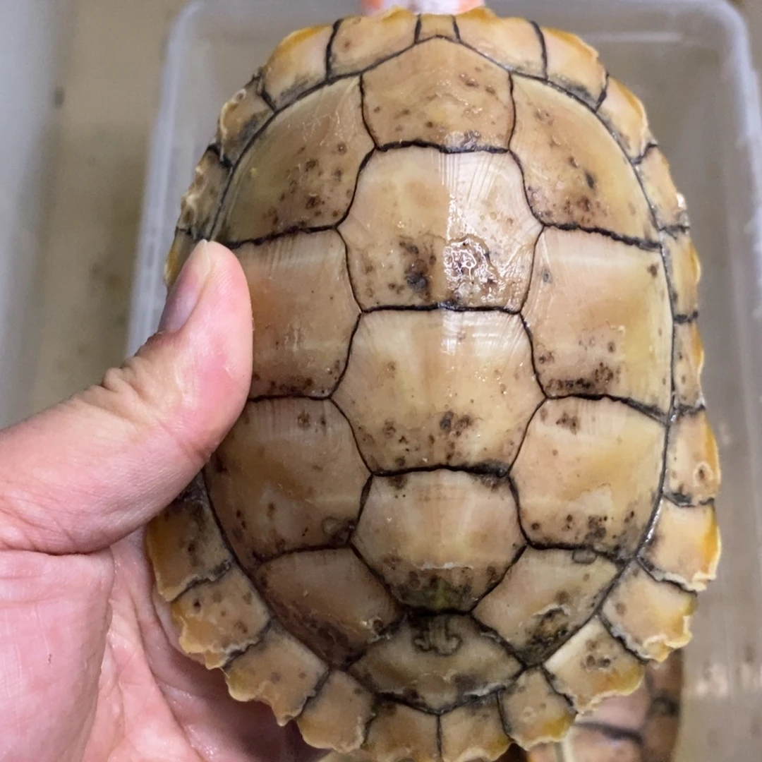 绿毛龟母果冻一个