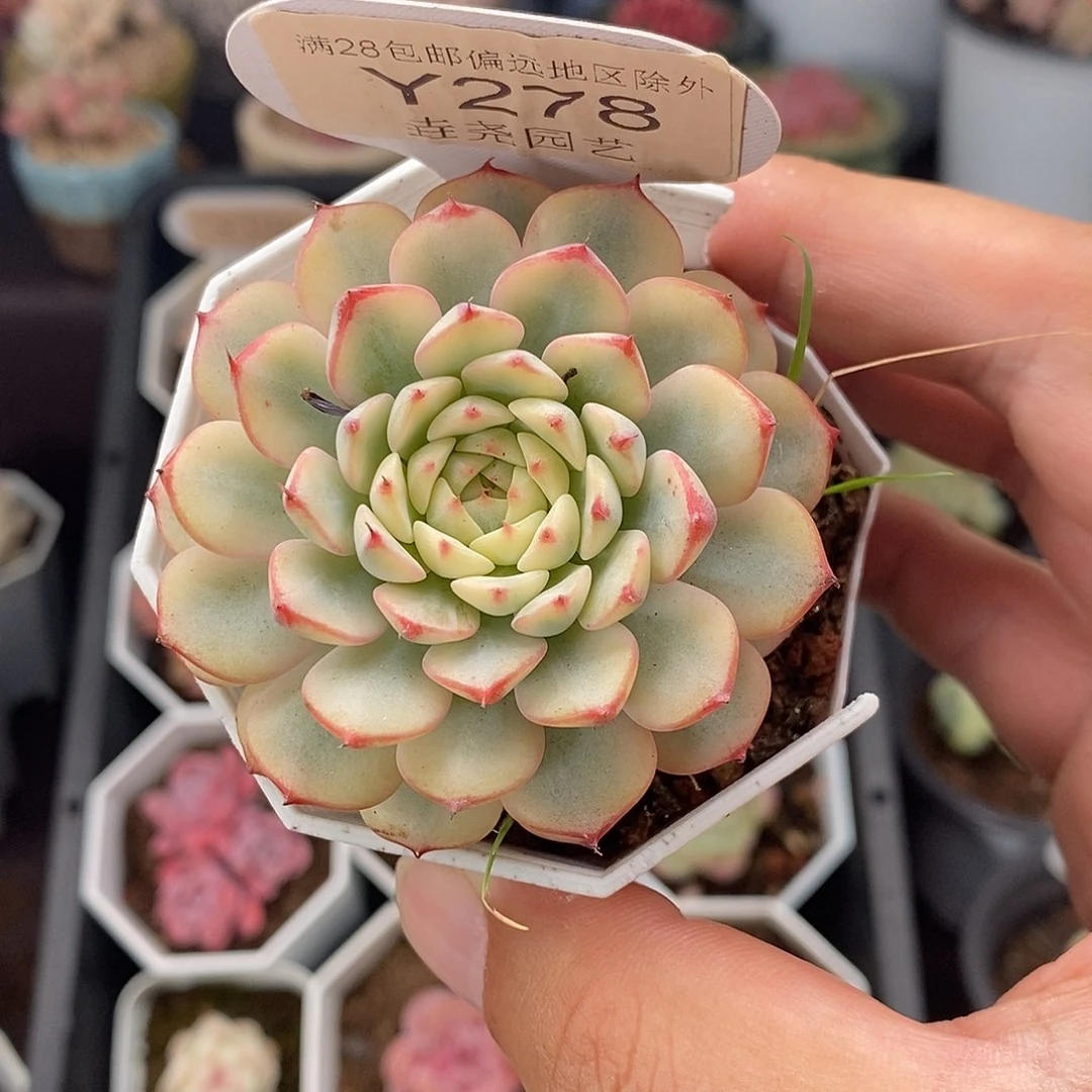 0278 蓝姬莲锦 5.5cm