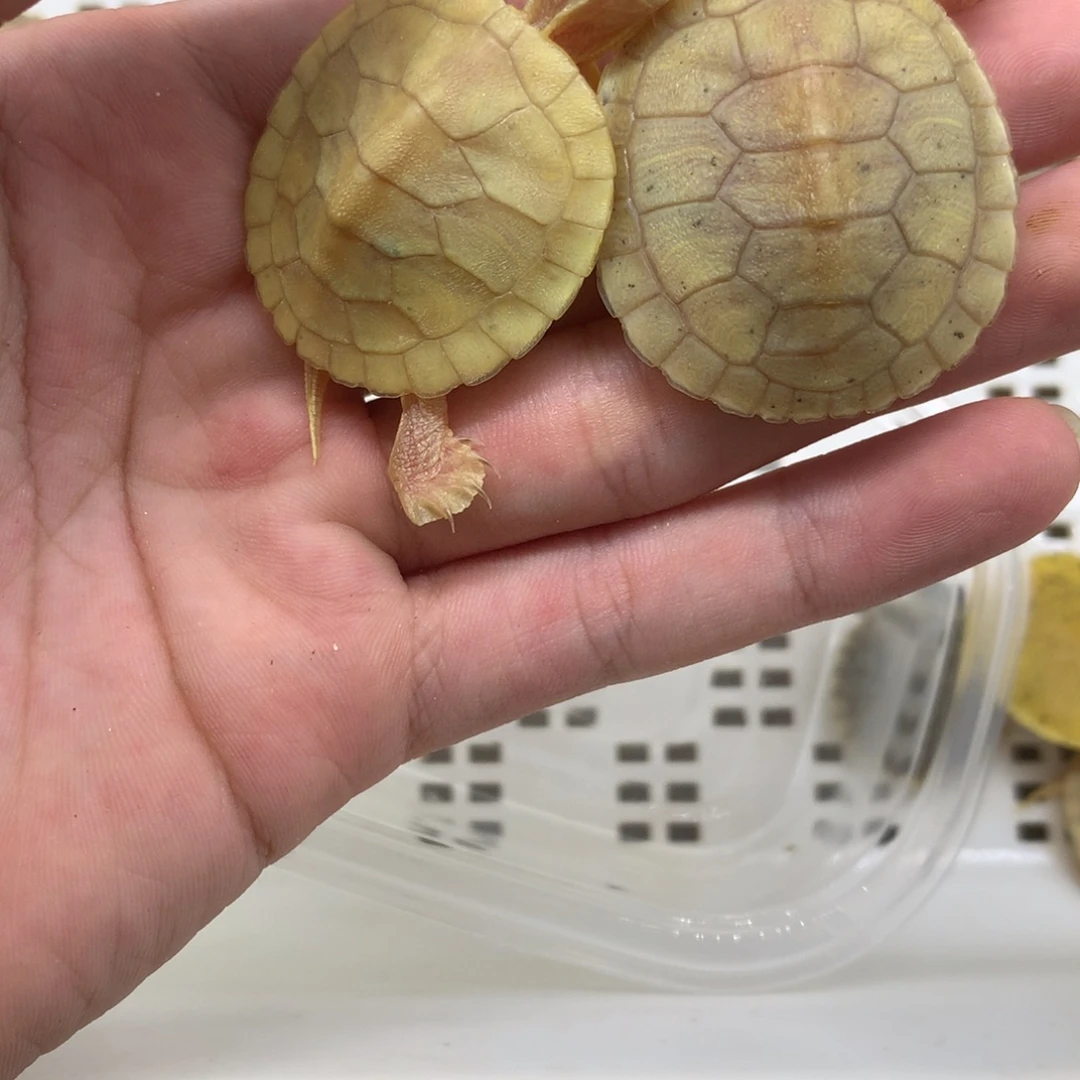 不分公母巴西彩龟
