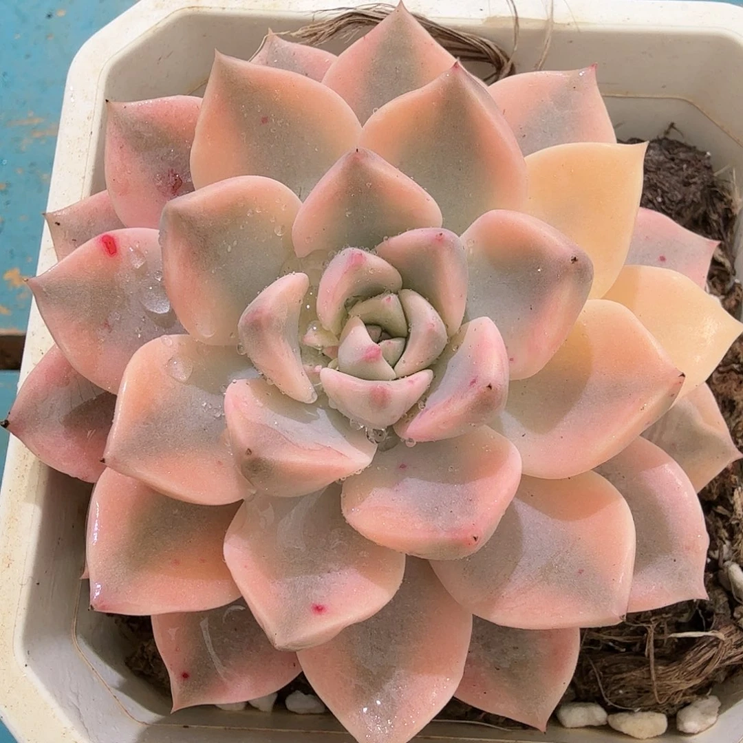 红粉佳人锦，多肉植物