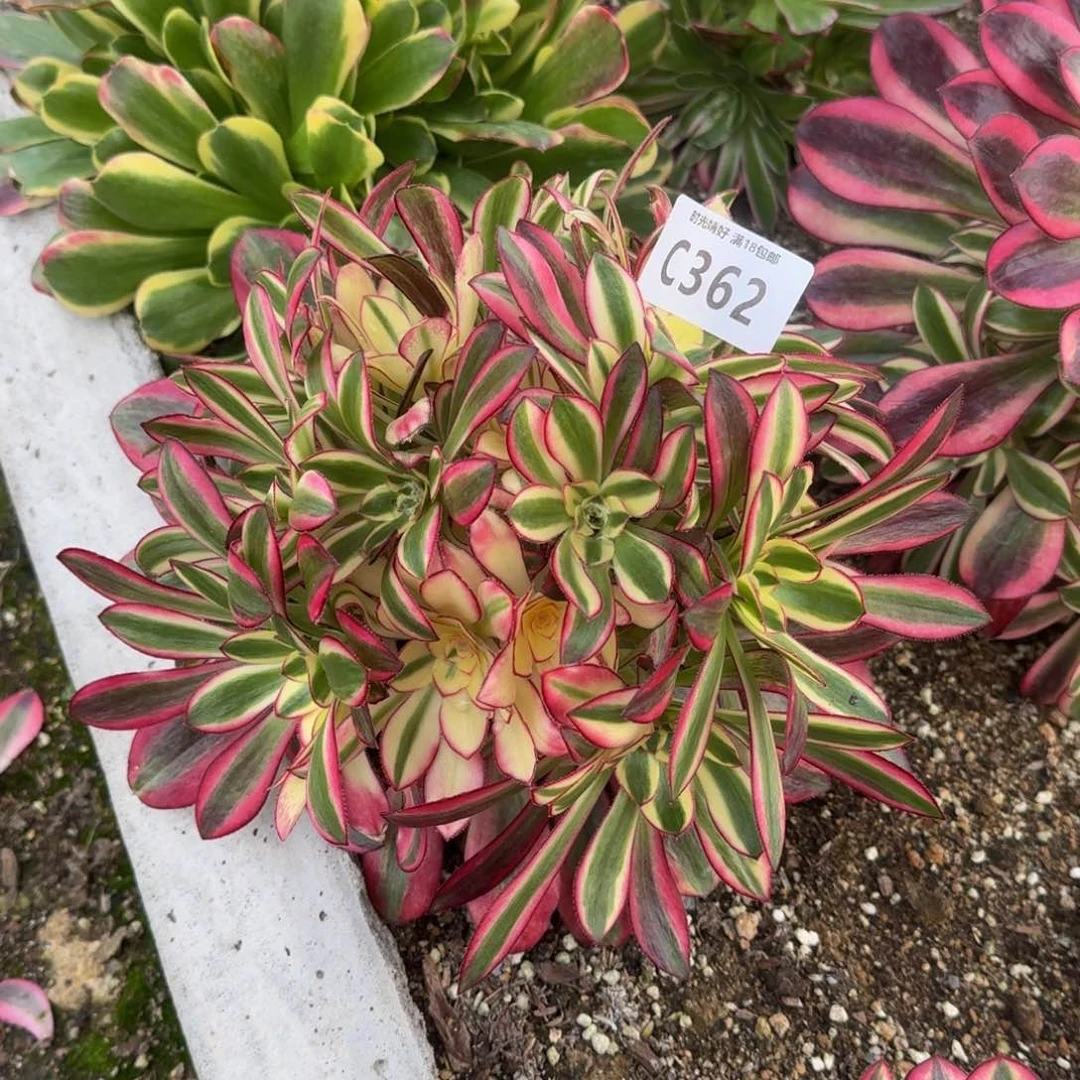 ?**?362冰淇淋多肉植物