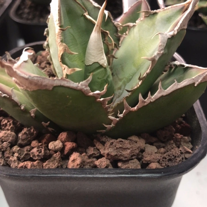 绿幽灵仁王冠折后价