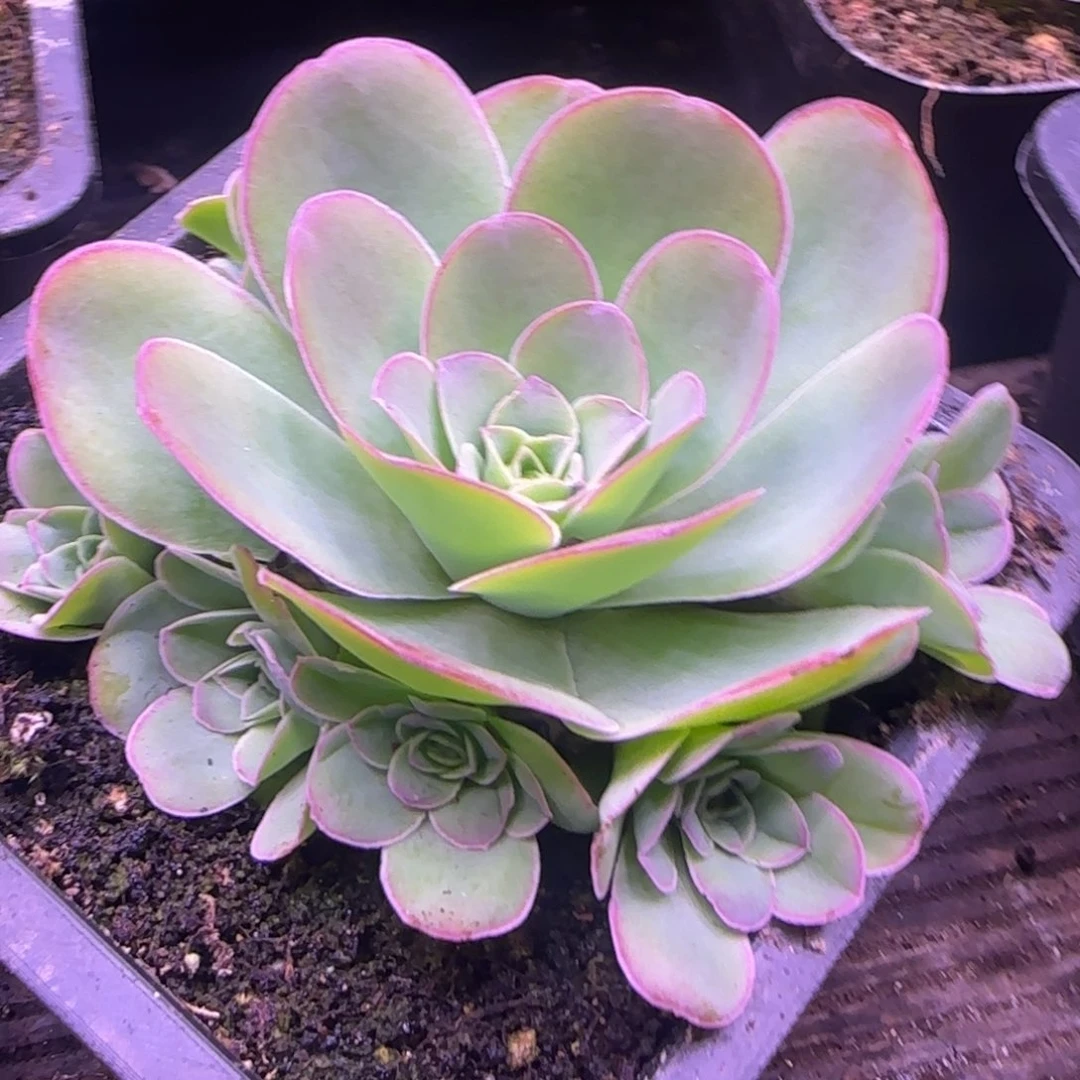 8厘米烟雨捧花玫瑰121646464