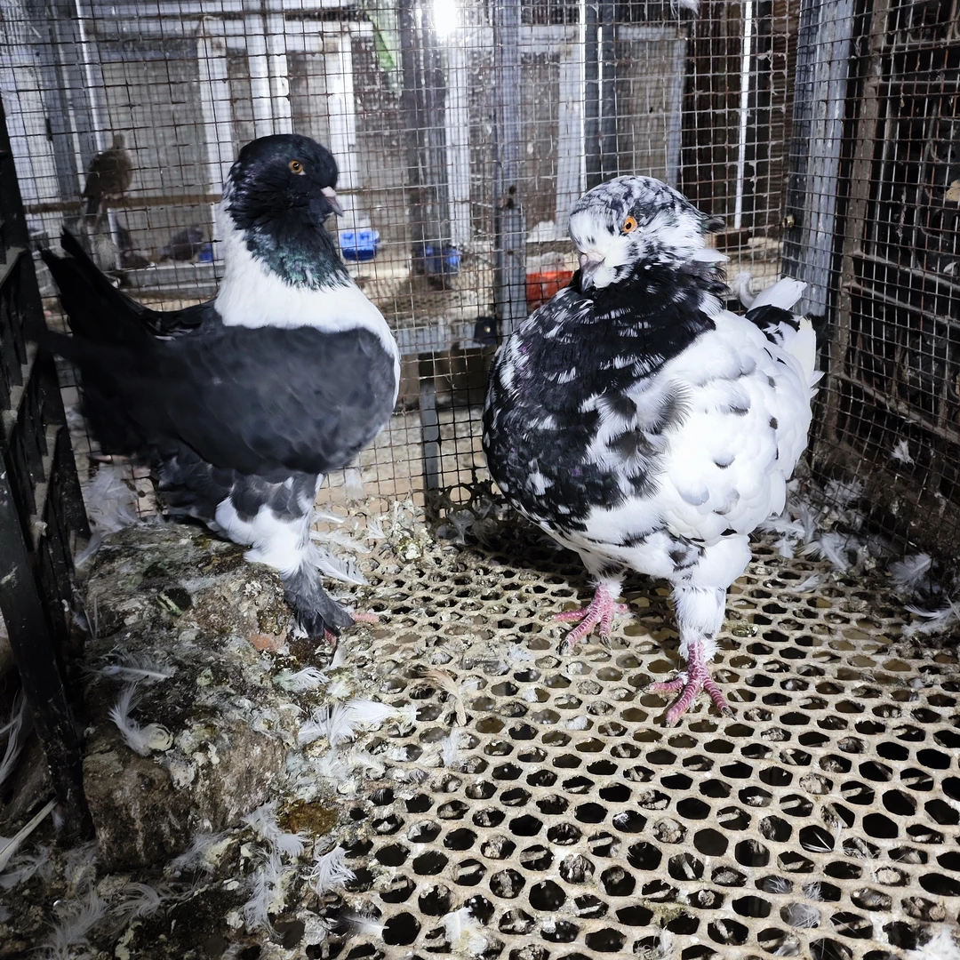 摩登鸽观赏鸽信鸽圆环鸽直播间挑选顺丰京东发货