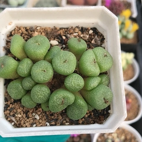 多肉肉锥 紫花青团