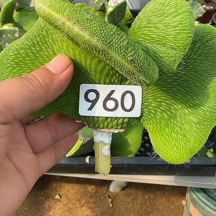 藏***理无花朵砍头青蛇缀960