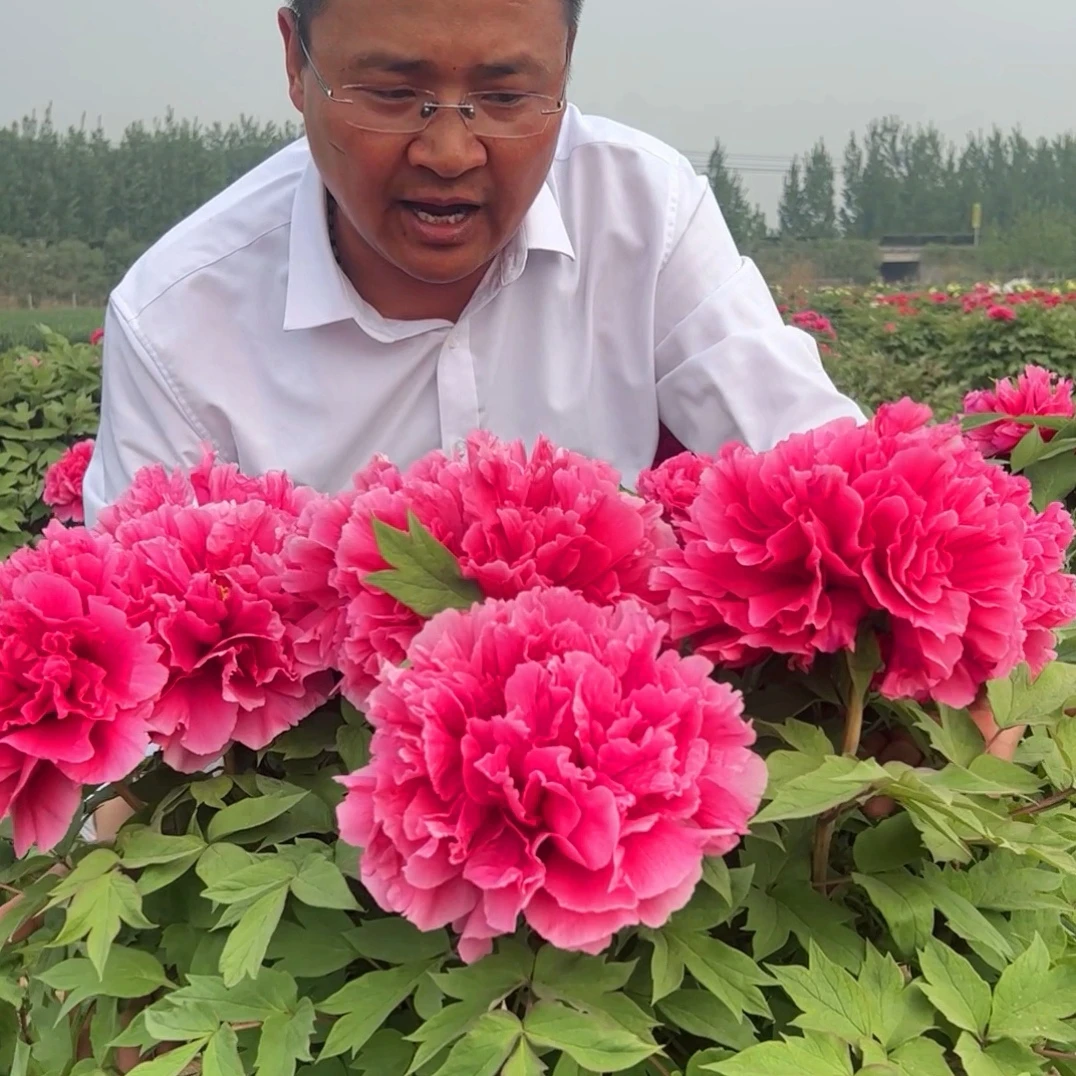 【国色天香】花王独树 大红色精品牡丹菏泽牡丹园对版发货