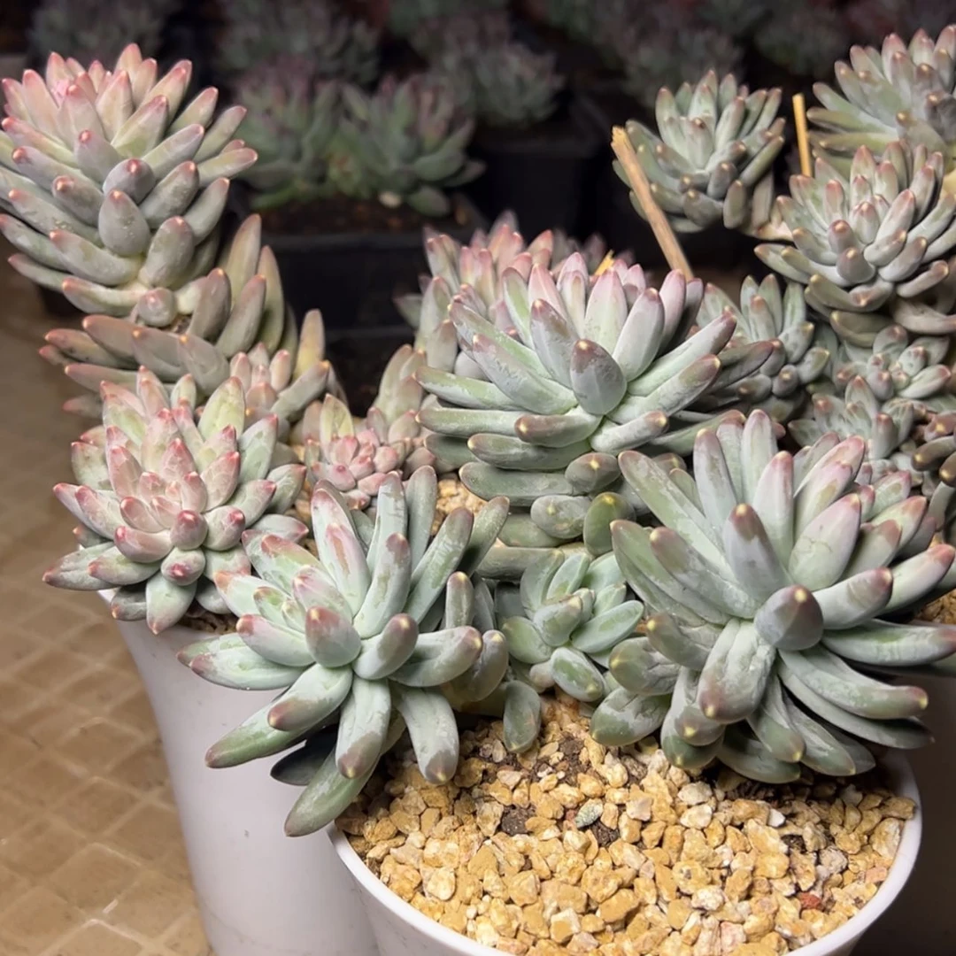 【闪购商品】蒋***娘伊卡鲁斯多肉1.99