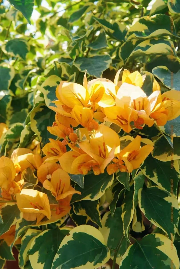 【黎明三角洲】三角梅盆栽庭院阳台飘枝地栽绿植花卉（终生包对版）