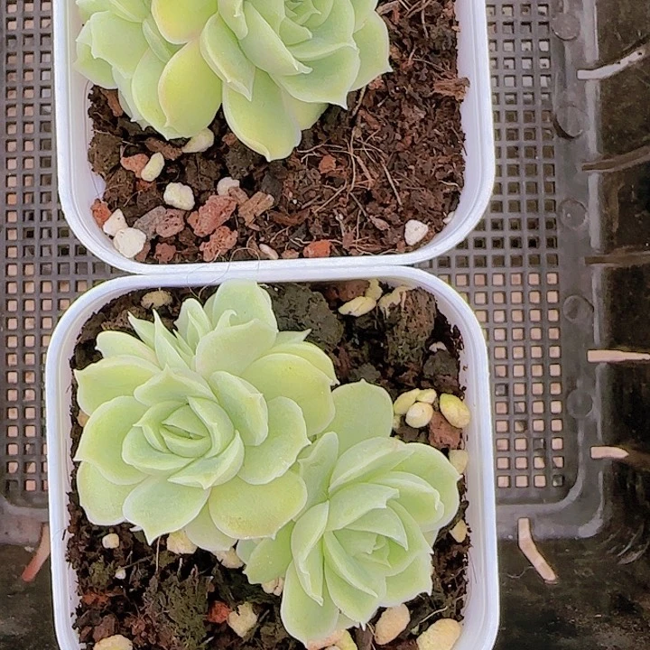 花时光精品多肉28