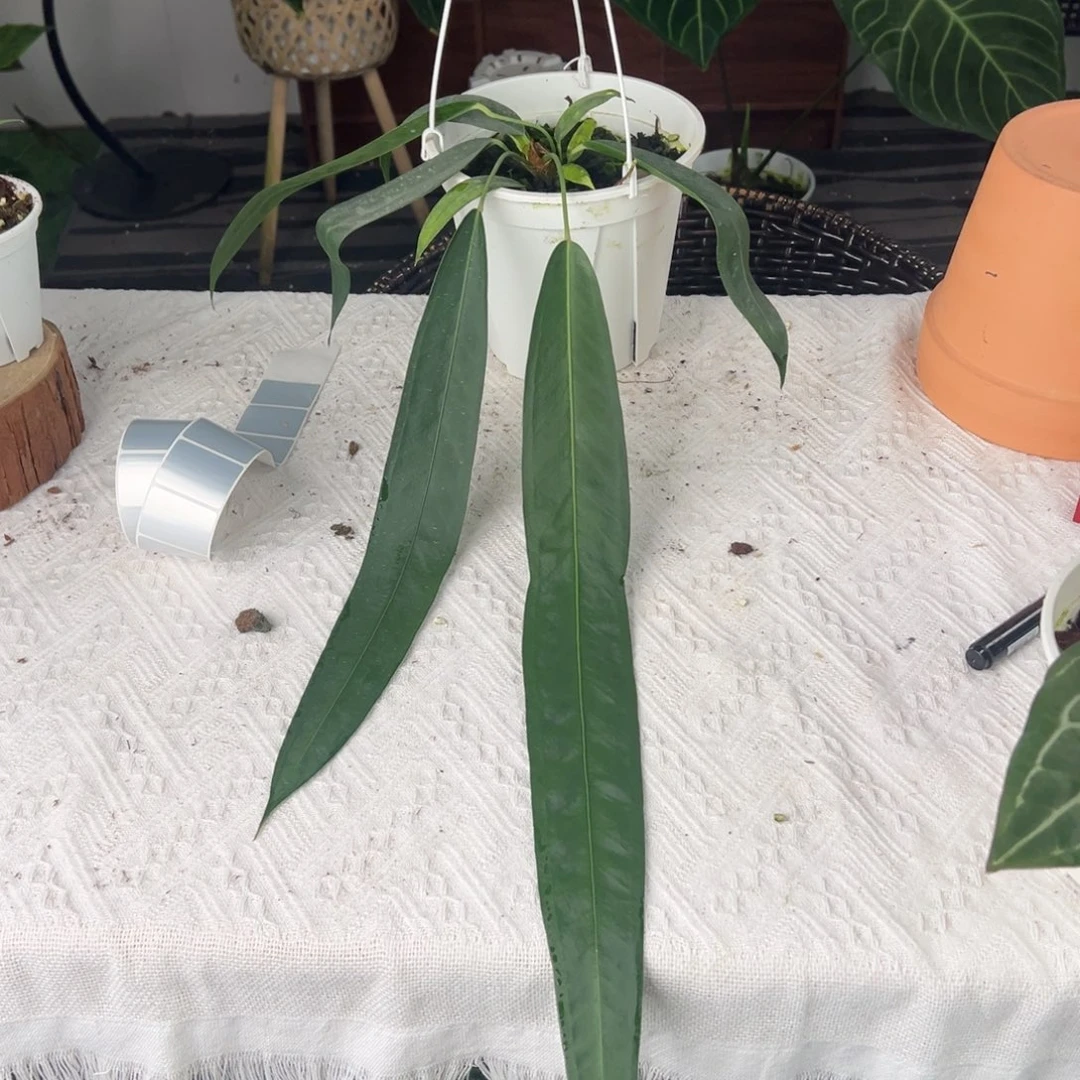 完全开放进口温蒂叶长58