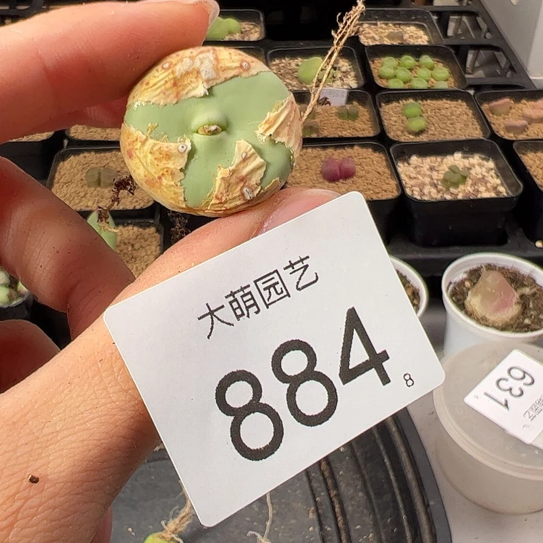 0000884 一物一拍。