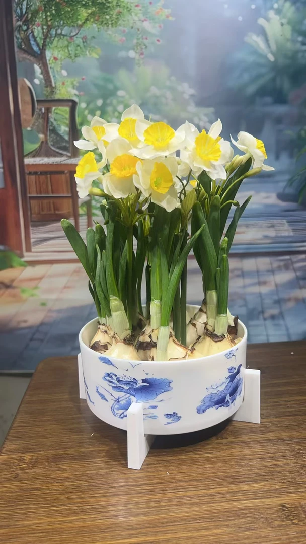 水仙花盆栽室内外好养耐寒植物浓香型春节年宵花可水培土培