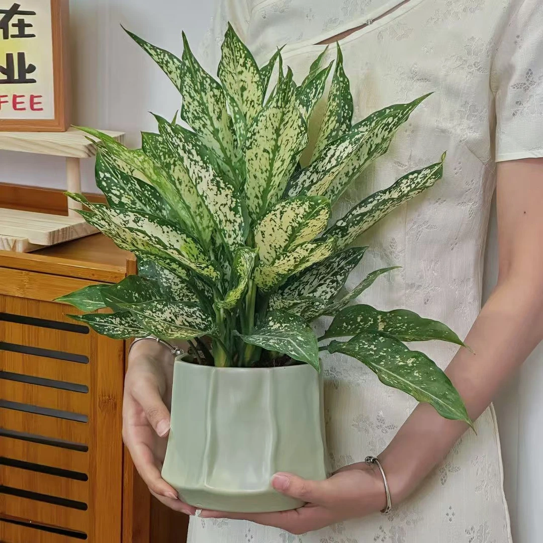 绿翡翠盆栽绿植室内花四季常绿观叶客厅办公室桌面绿植树苗易活