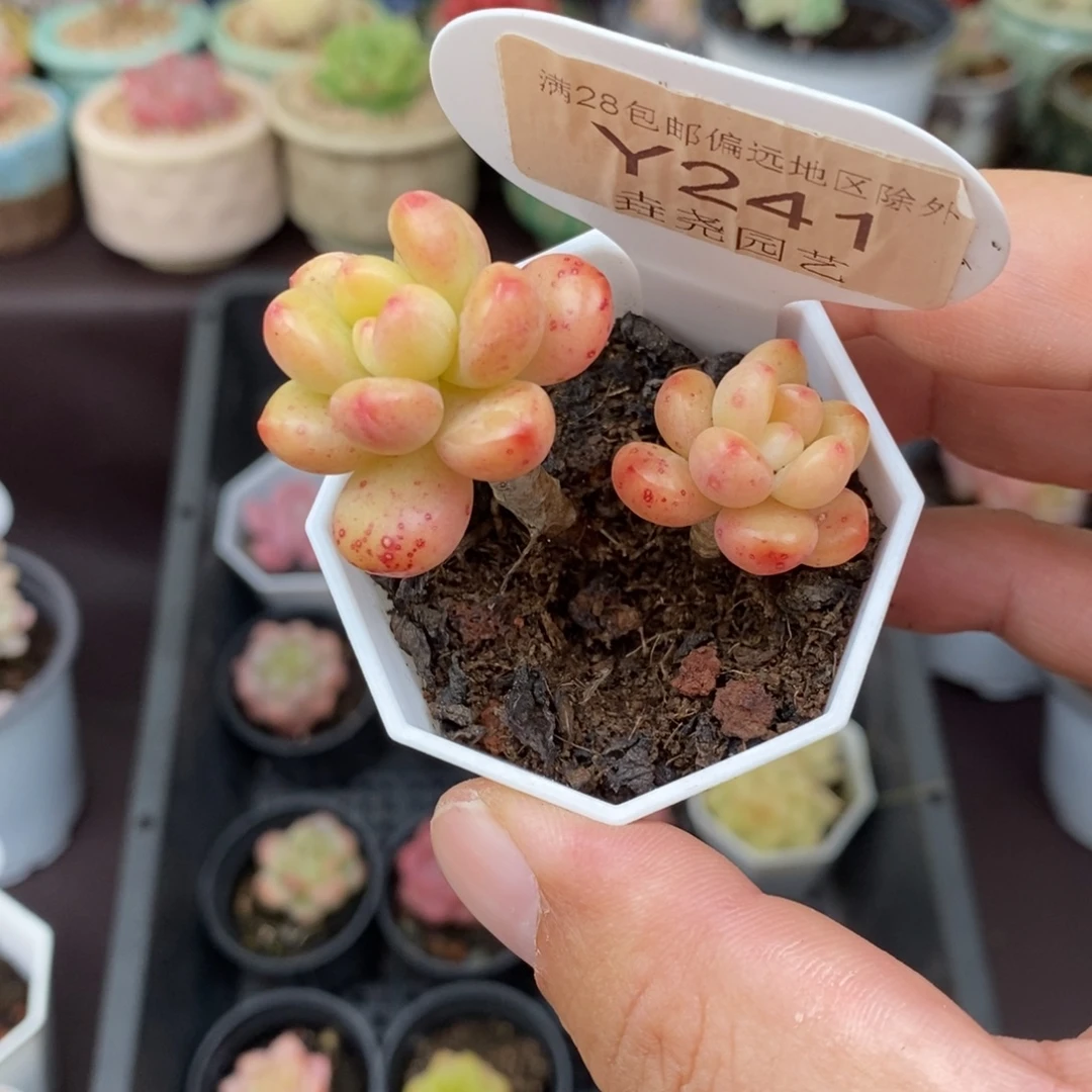 0241 香格里拉 4.5cm