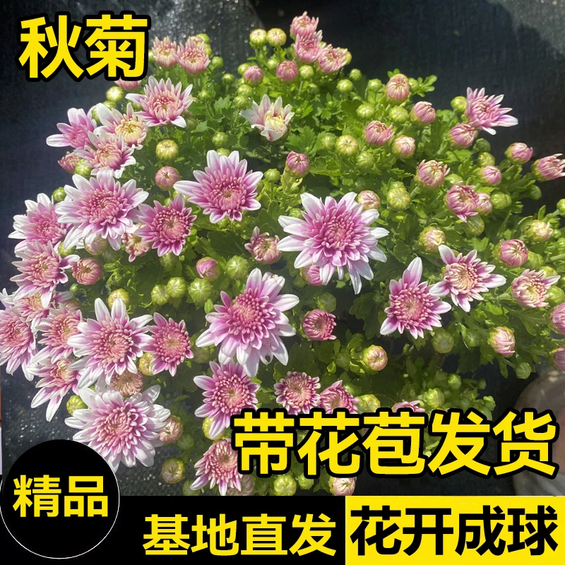 球菊千头菊盆栽带花苞室外多年生好养阳台开花植物四季花卉菊花