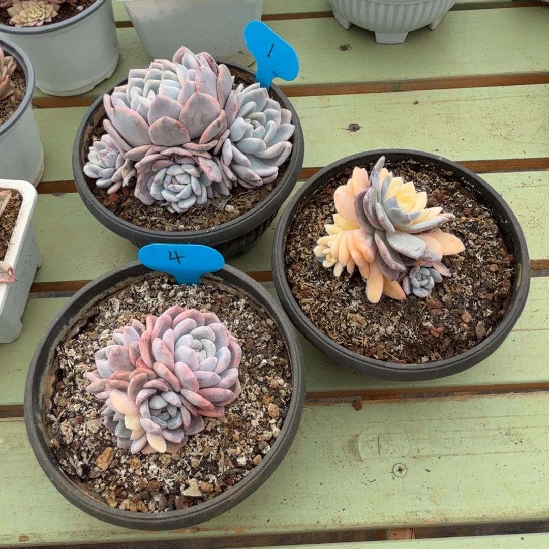 茶***鱼梦露锦底座锦上园艺一物一拍