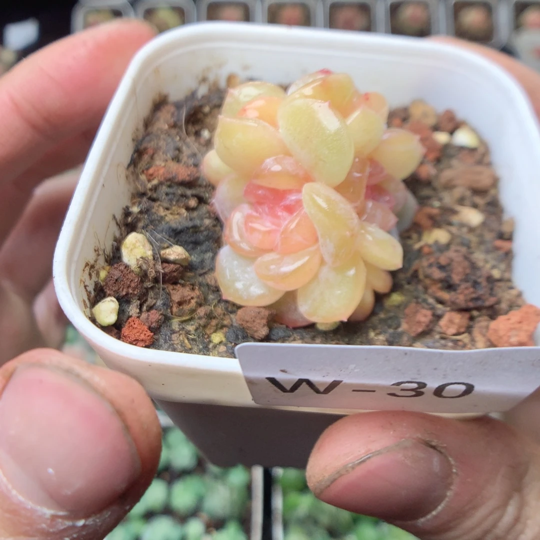 无花朵W30 yyyyyyyy