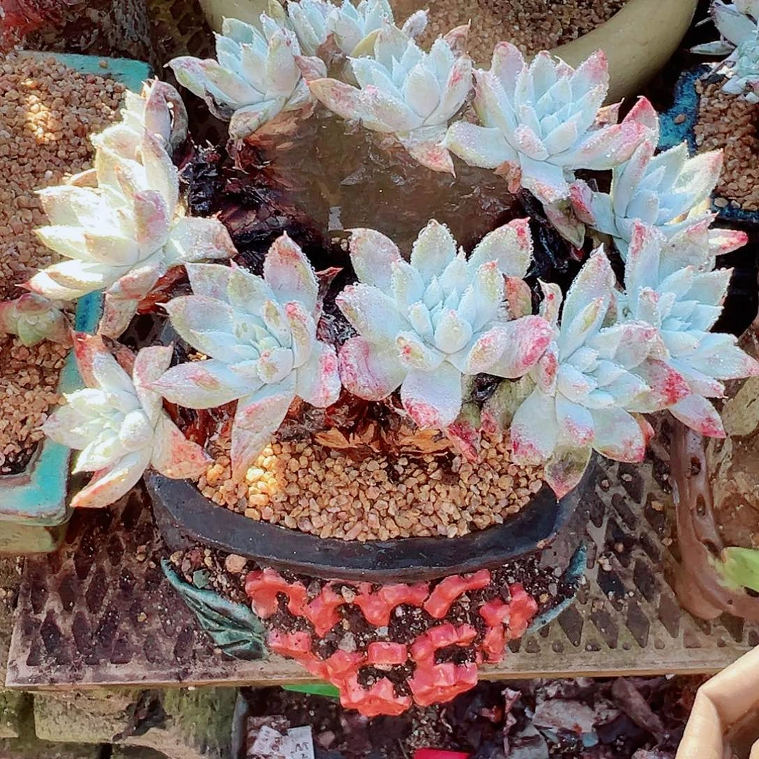 9414苹果叶杂交仙女杯