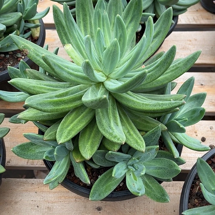 寄养多肉植物一物一拍