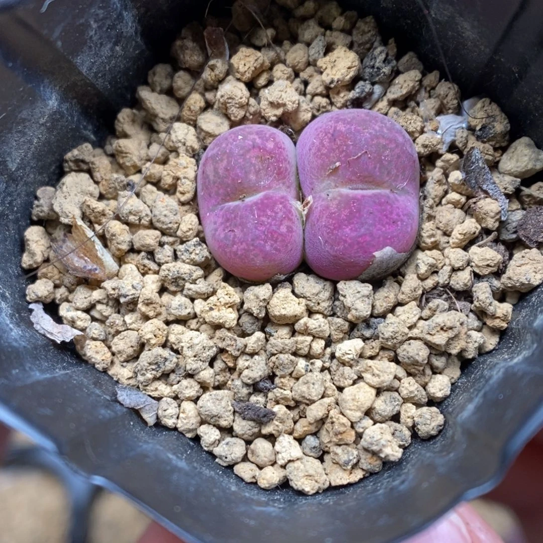 多肉植物肉锥杂交K-5186