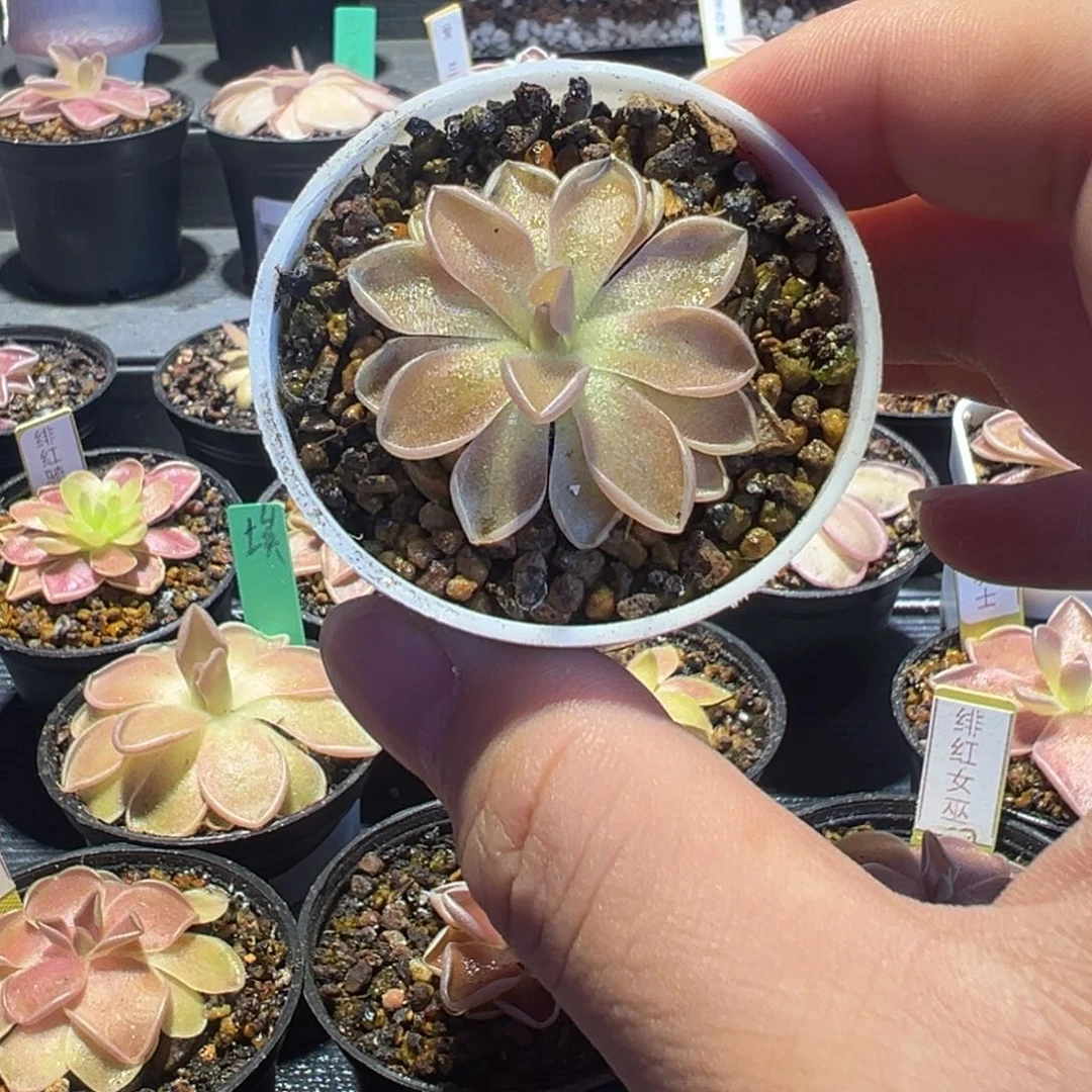 捕虫堇脱土发埃普88054