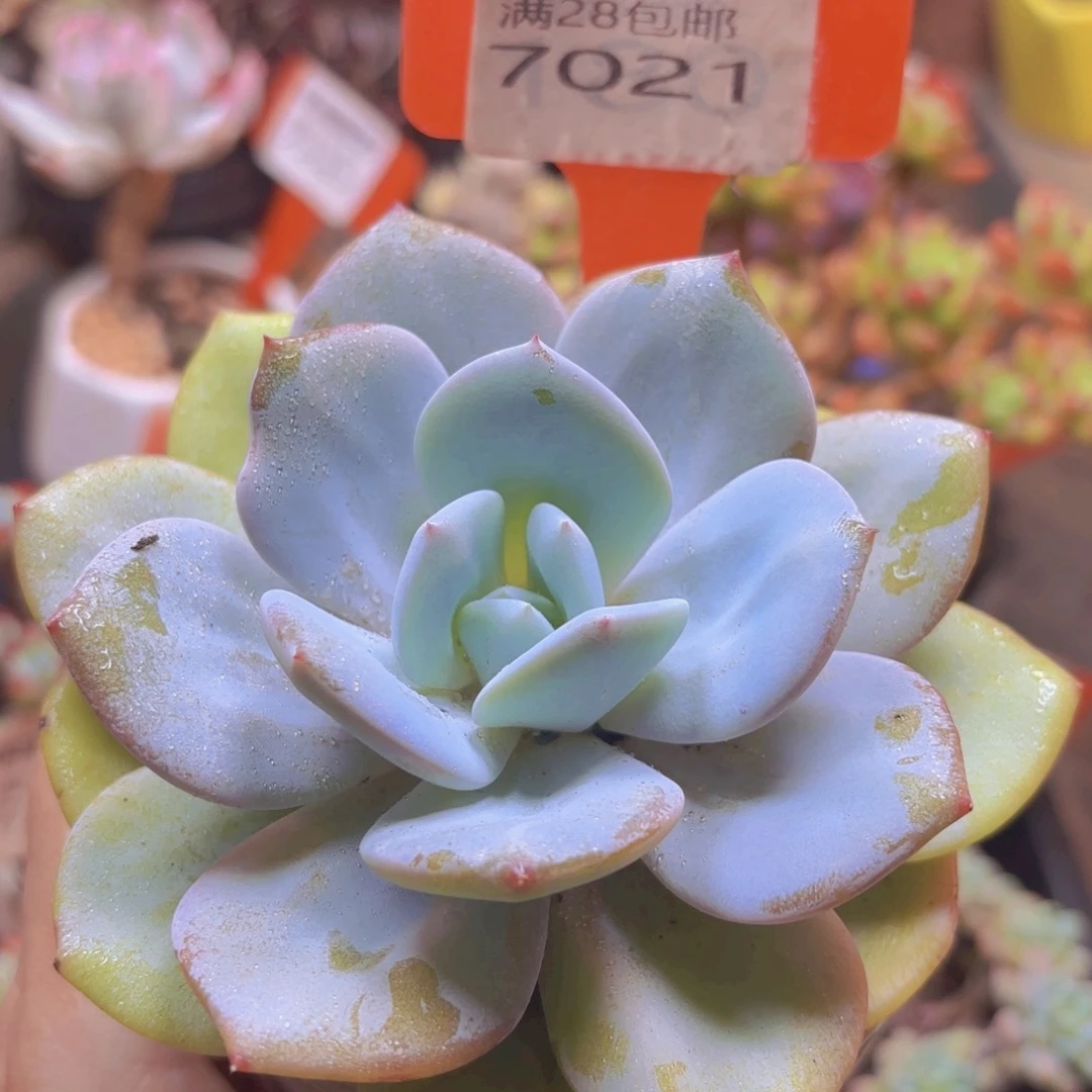7021（28包邮）
