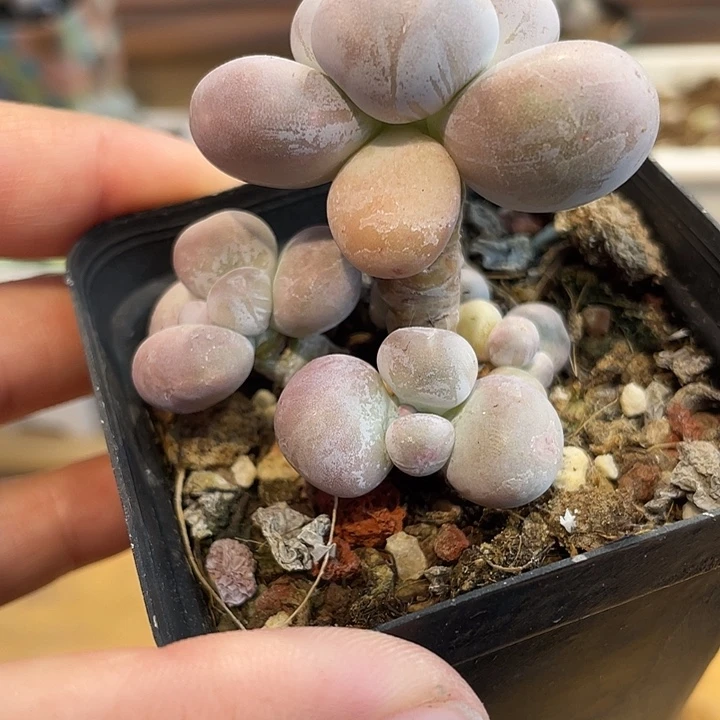 原始奶啊啊啊啊啊啊啊啊5头