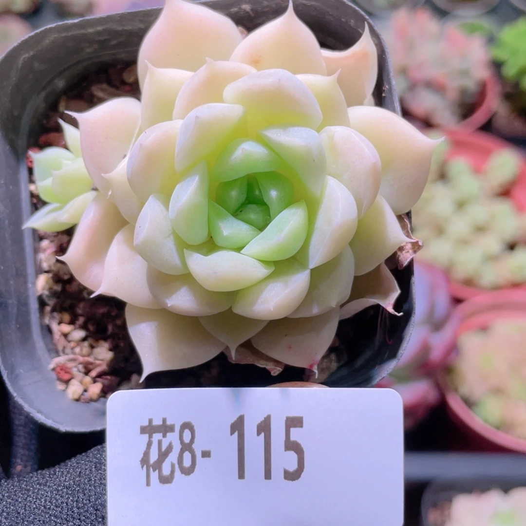 橘****花利美 8-115白冰雪