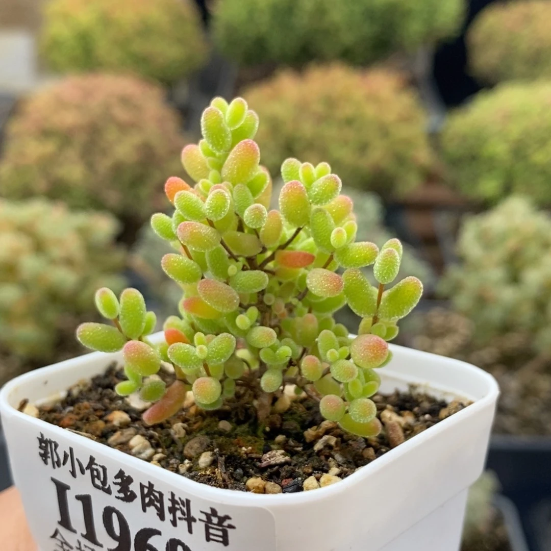 蜜橘糖球1969枝干番杏