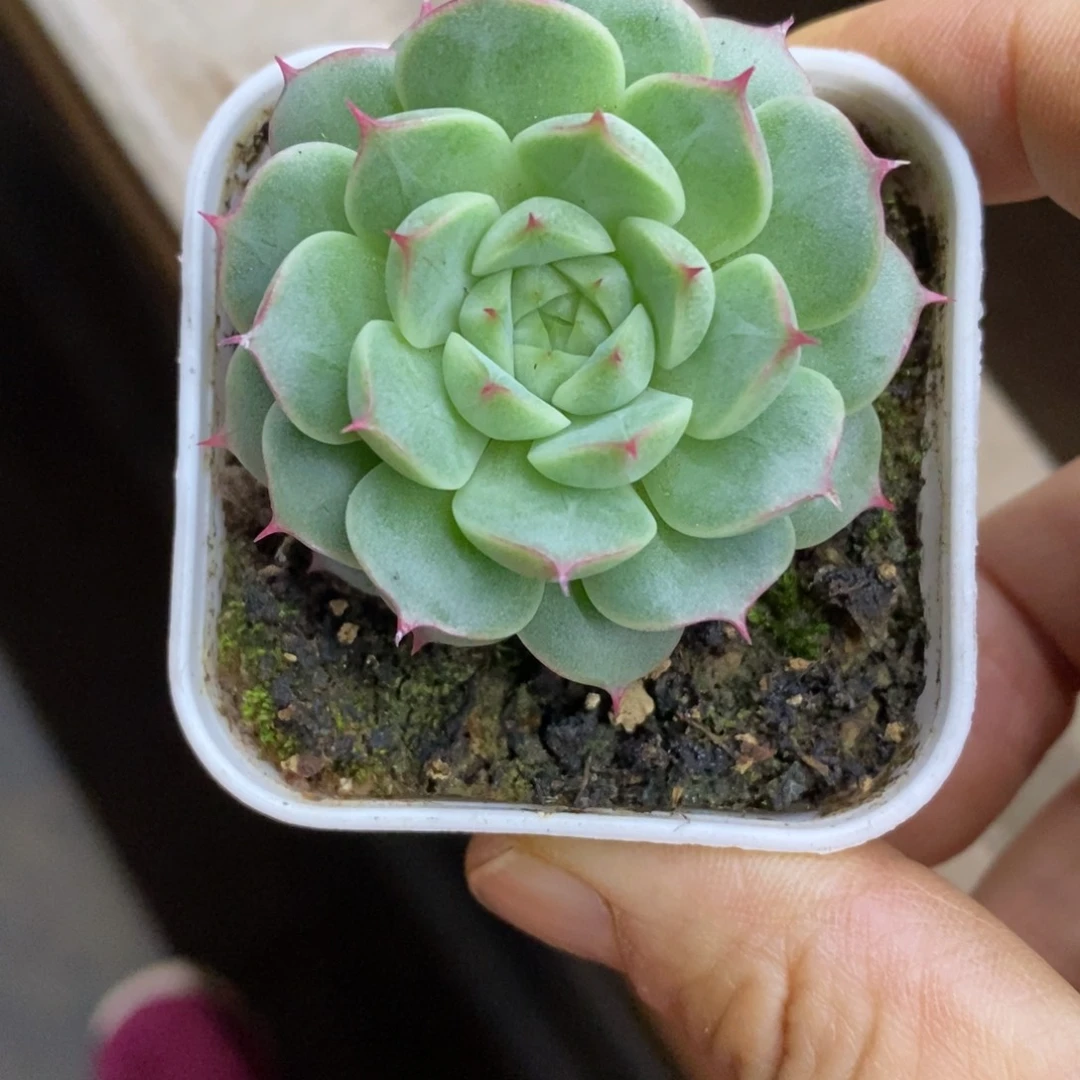 精品多肉一物一拍不包整300