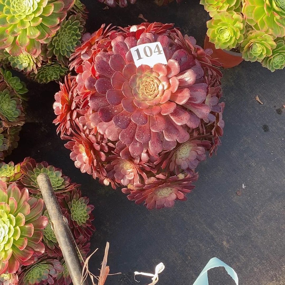 安琪拉104多肉法师