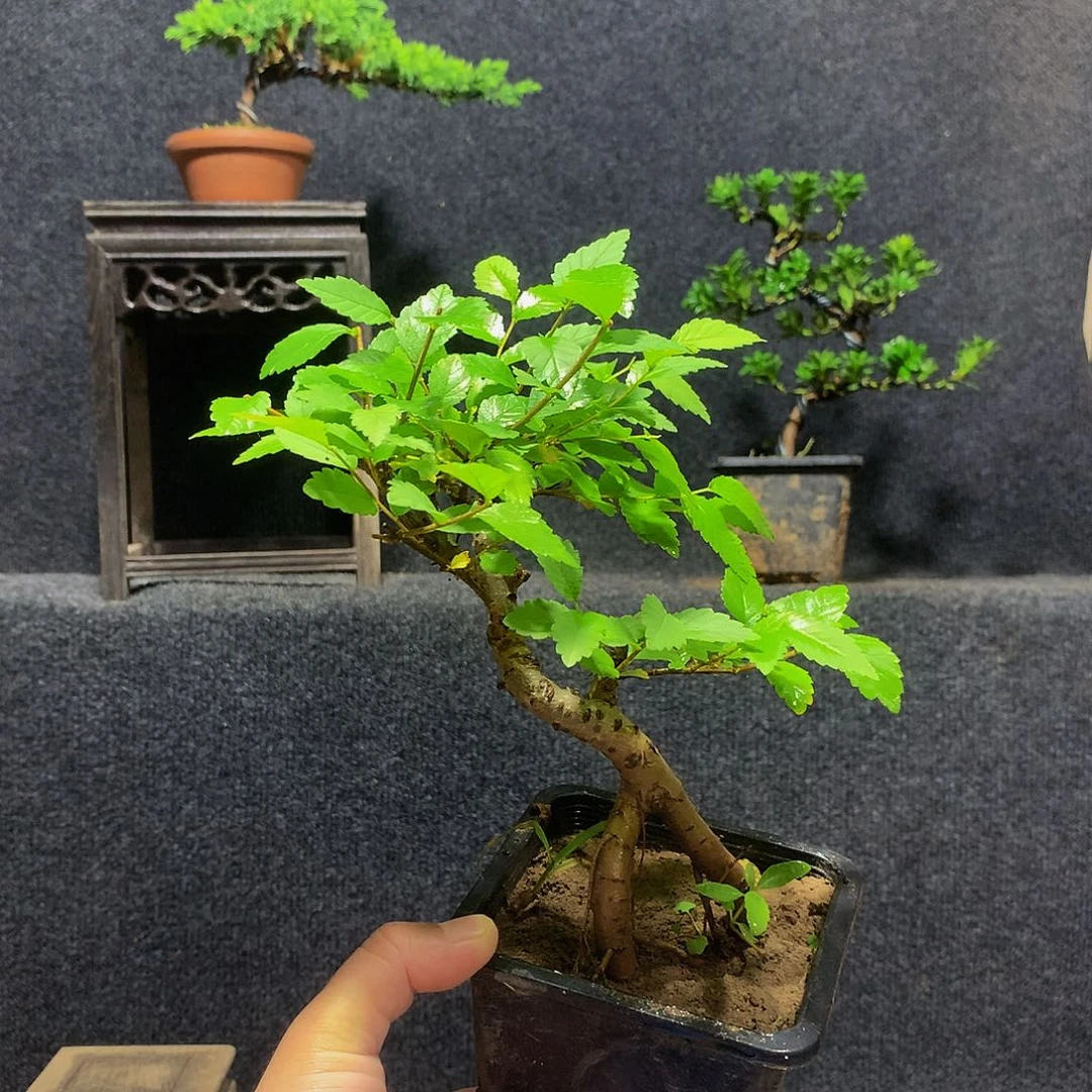 Z***z完全开放1111111111