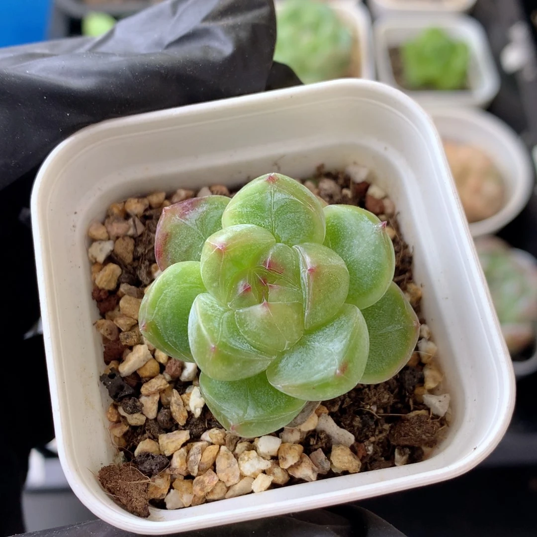 58包邮  群生不包整 130