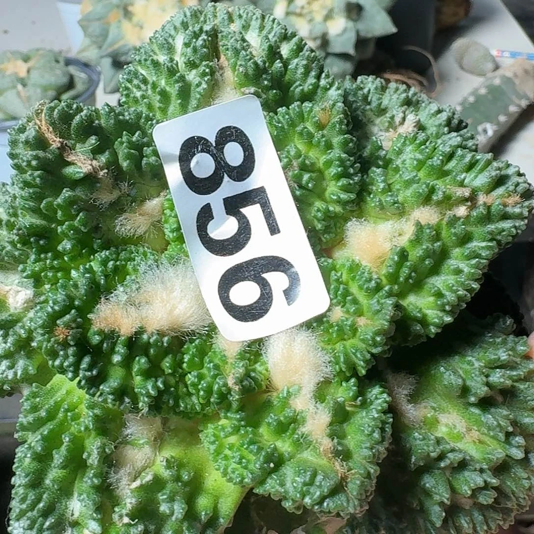 【闪购商品】无花朵汇**浦大尤哥斯拉856