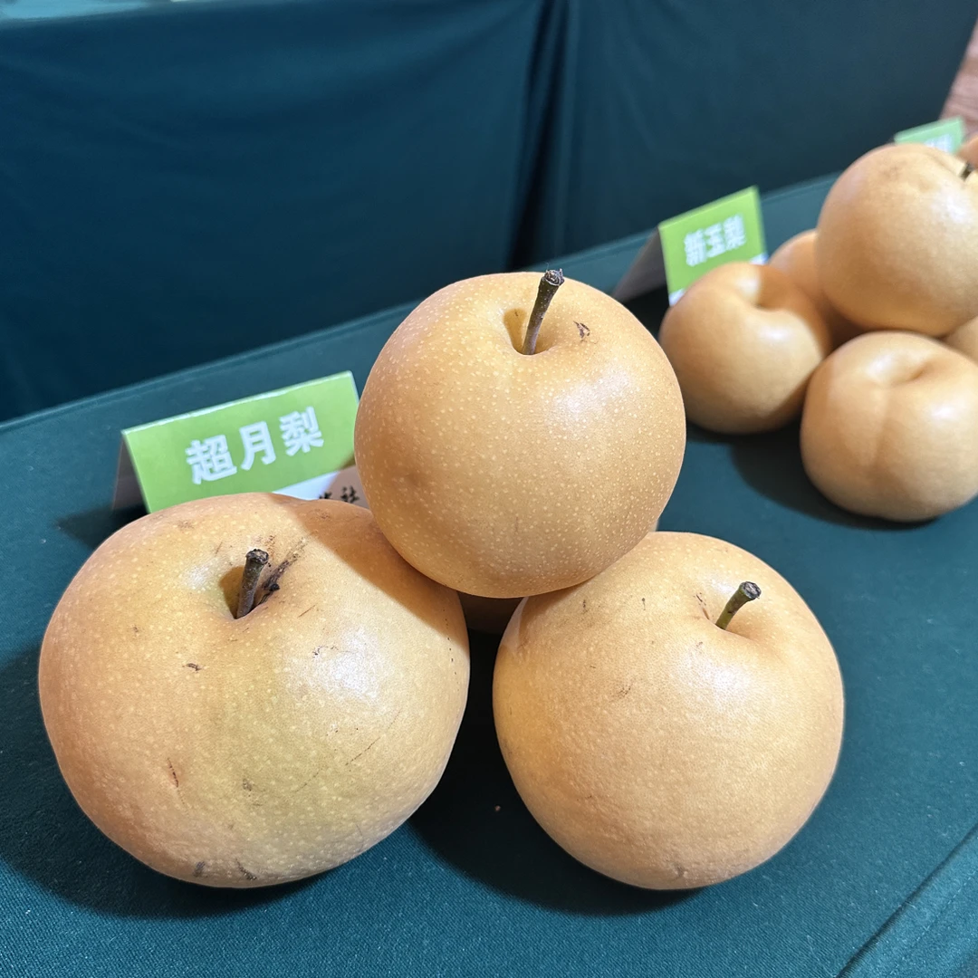 超月梨树苗 两年苗梨树苗 12月发苗