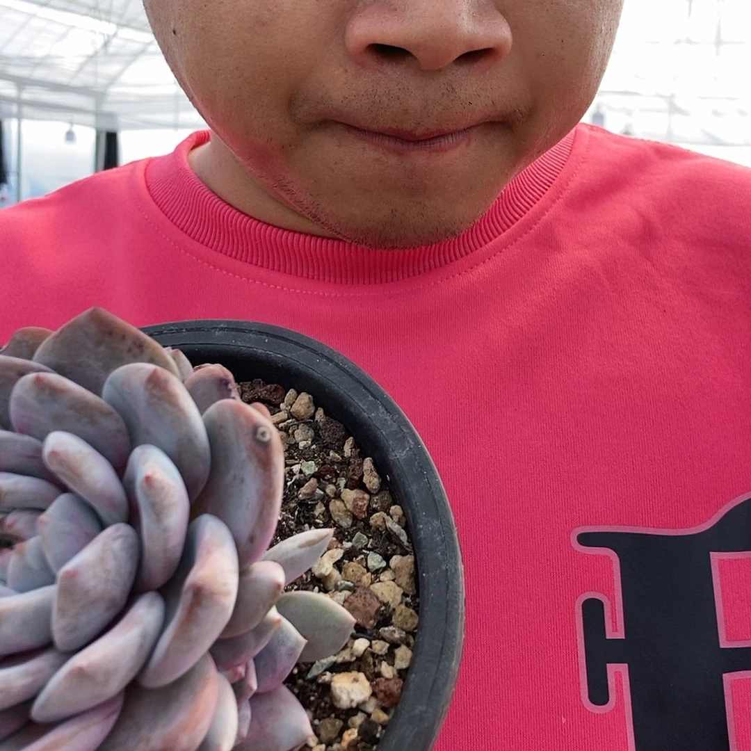 石榴籽随机单头带崽无砍