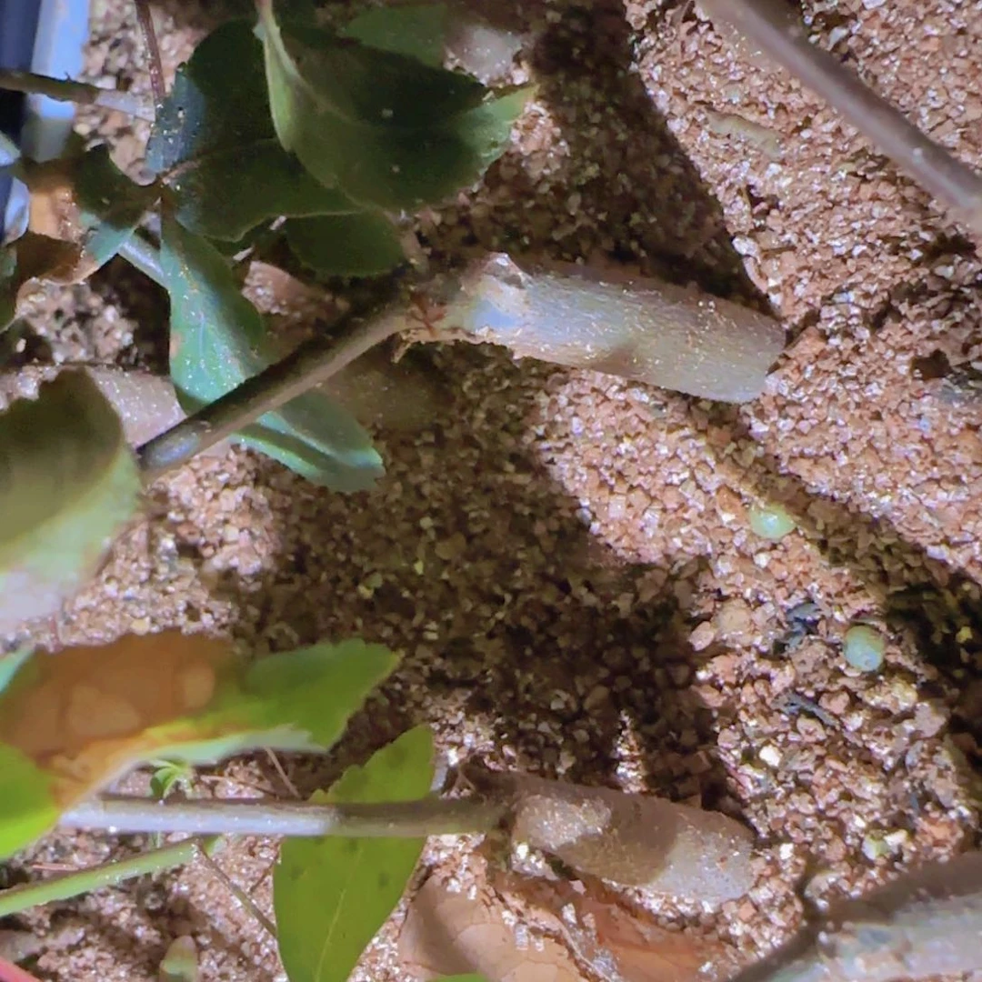 丿**夸块根植物块根植物