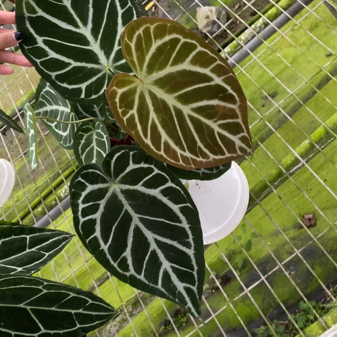 不开花植物撕裂纹水晶（新叶损）