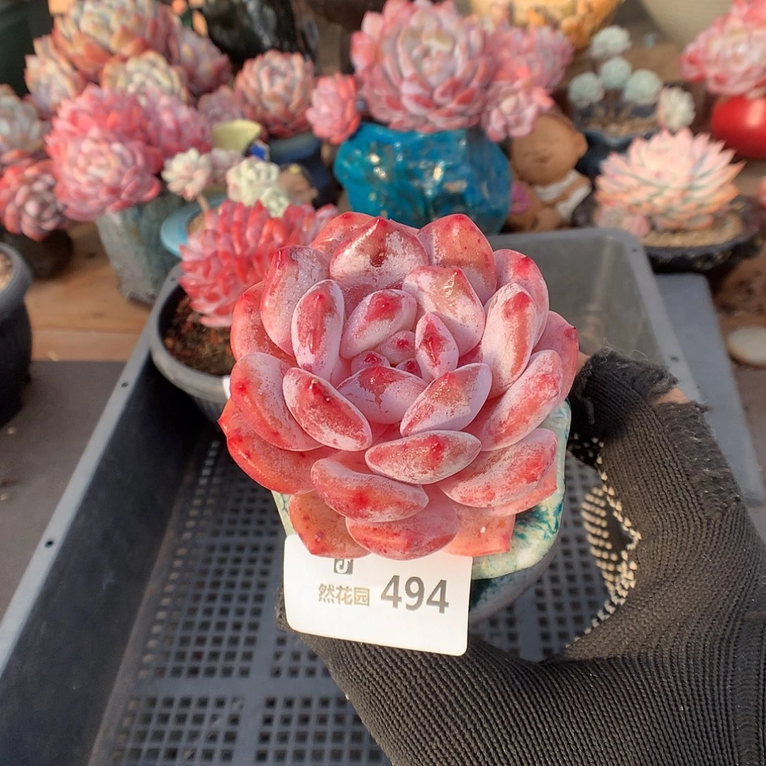 494日本雪天使多肉6666