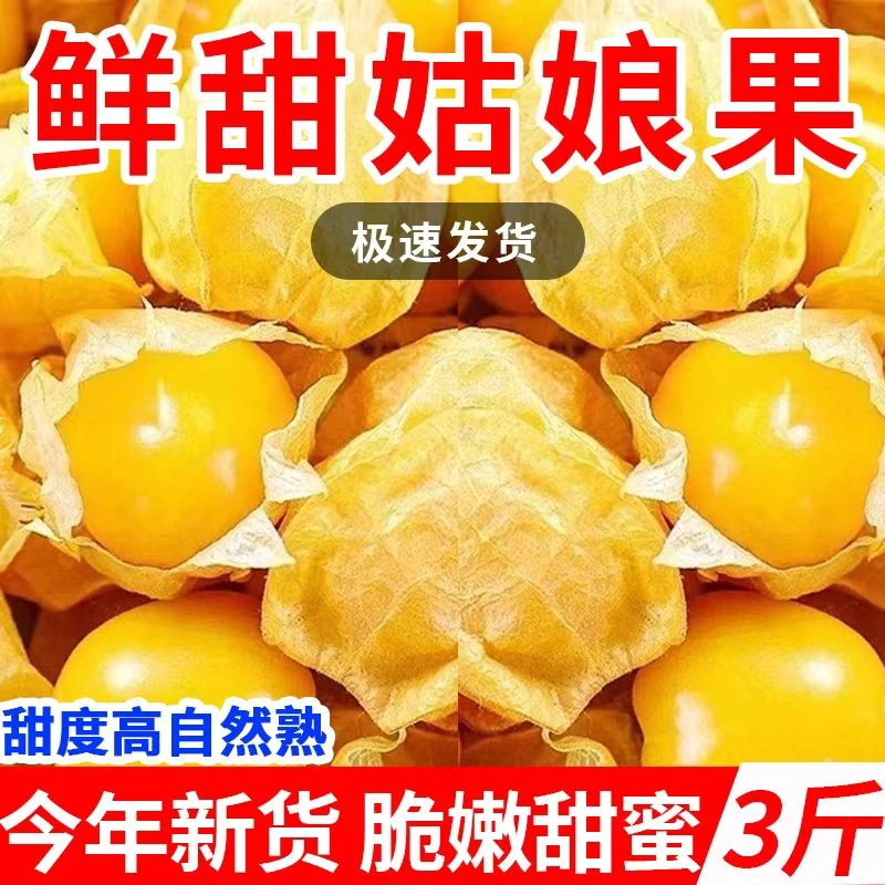东北姑娘果新鲜菇娘果灯笼果现摘黄菇娘灯笼果薄皮甜菇娘整箱