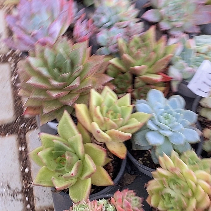 110 多肉植物盆栽花卉