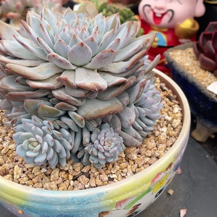 弥鹿之森多肉星星橙