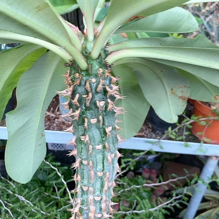 花花草草花花草草