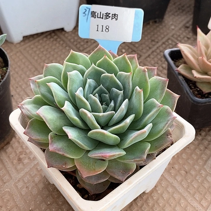 D118- 直播福利 东云