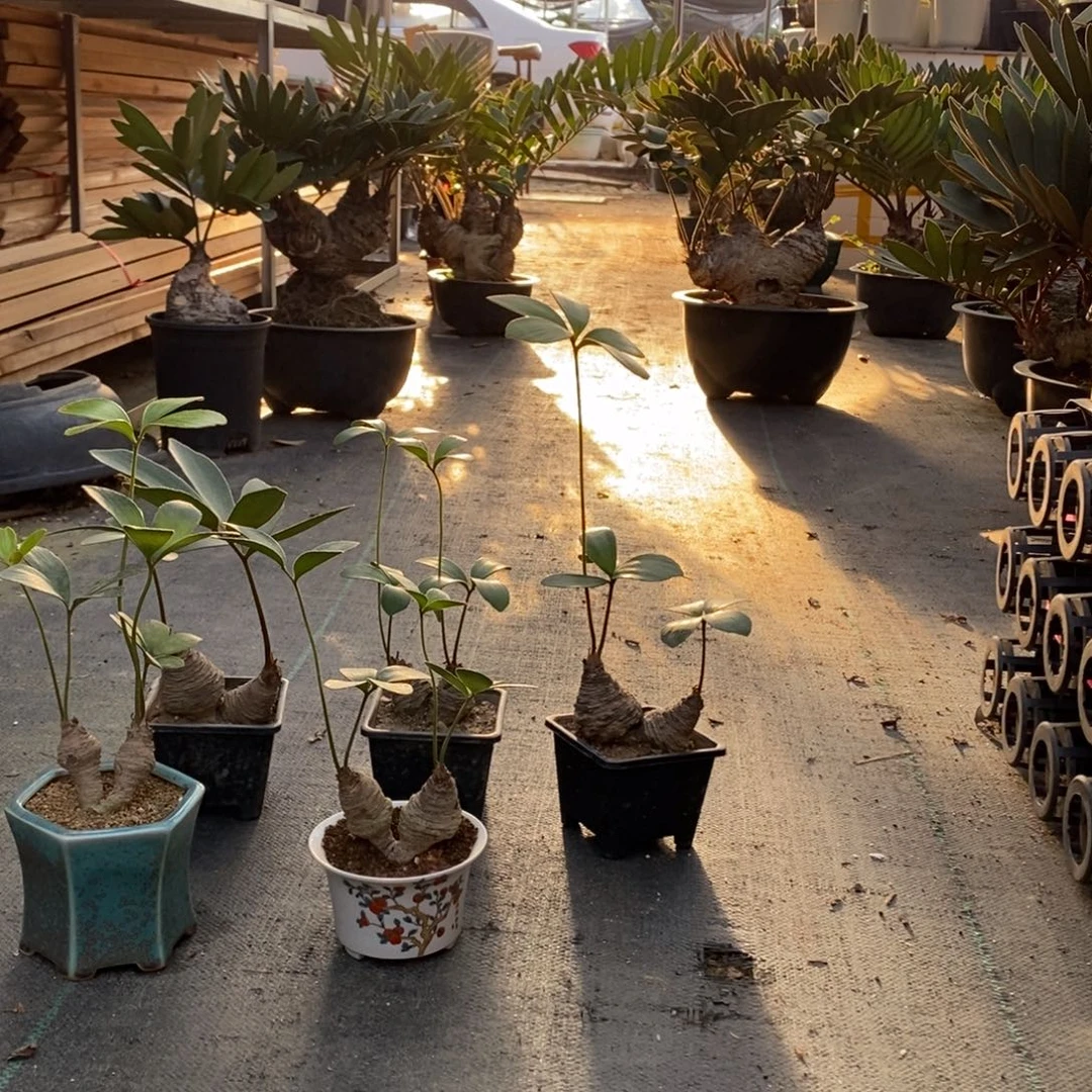 K***生完全开放墨西哥5盆